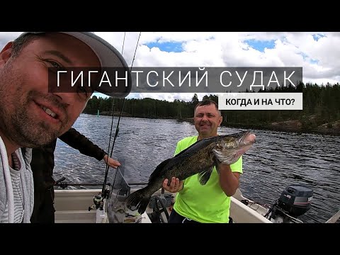 Видео: Гигантский судак. Когда и на что клюет?  Рыбалка в Финляндии