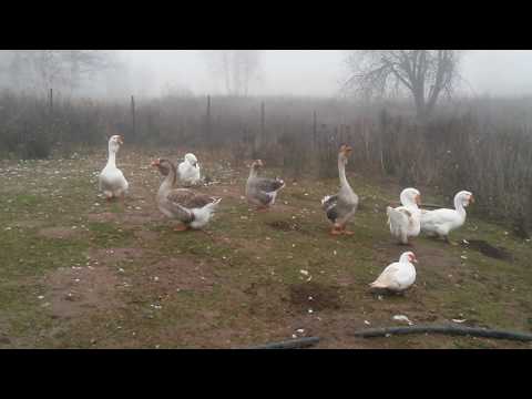 Видео: Кормление гусей Холмогоров.  Норма питания.  Мой опыт.