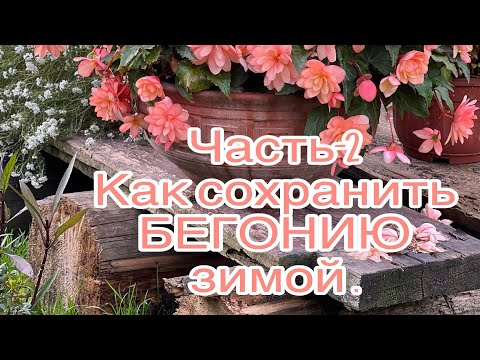 Видео: Бегония зимой часть 2❄️как сохранить  маточник🌸Begonia in  winter❄️ 