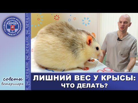 Видео: Лишний вес у крысы | На приёме у врача-ратолога