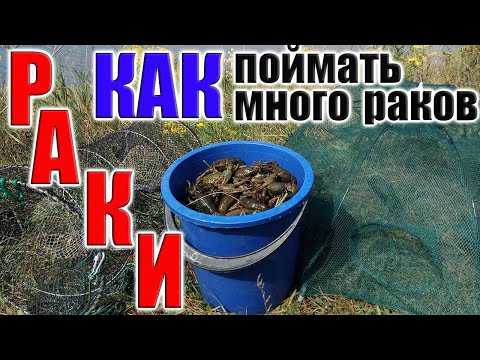 Видео: РАКИ лучшие РАКОЛОВКИ и ПРИМАНКИ для ЛОВЛИ РАКОВ, ТОП ПРИМАНОК и РАКОЛОВОК