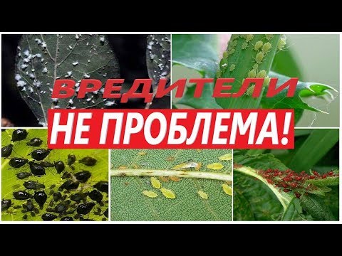 Видео: 💪  💥  Мощнейшее средство от всех известных насекомых паразитов🕷 🕸  💣 !!! Клещ & червец, моя история.