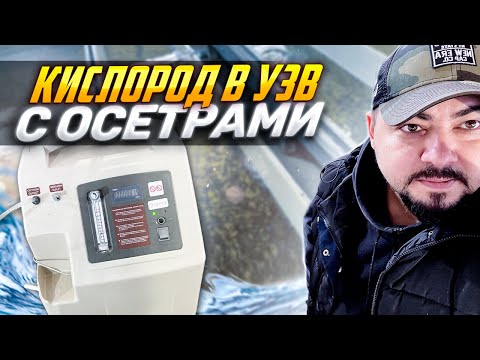 Видео: Кислород в УЗВ с Осетрами