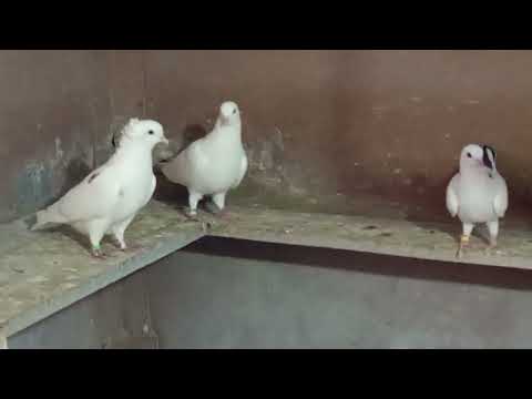 Видео: 3 сентября 2025 г.