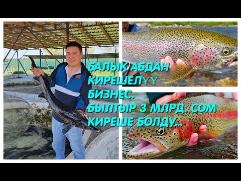 Видео: ИЛГИЗ ШАМЕНОВ, ЖЕКЕ ИШКЕР: БАЛЫК БИЗНЕСИ АБДАН КИРЕШЕЛҮҮ. БЫЛТЫР 10 МИҢ ТОННА ЭКСПОРТТОЛДУ. 3 МЛРД..