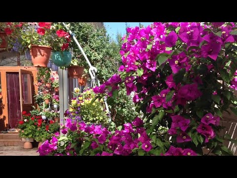 Видео: Болмо гулу - Бугенвиллея гулун кыйыштыруу 🌸