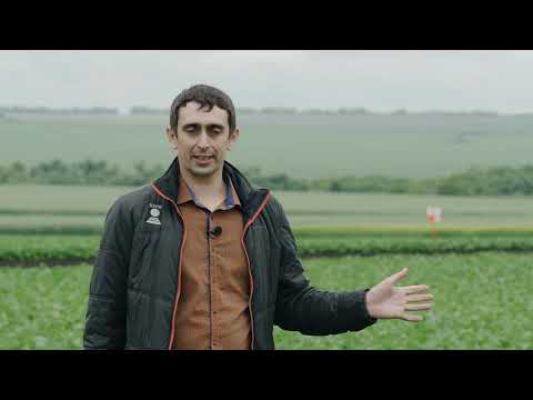 Видео: Сахарная свёкла: опыт с почвообработками