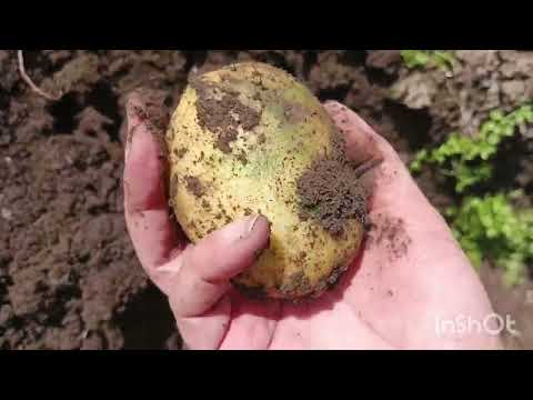 Видео: Картошка #урожай #женечка #Луговской #Пикассо #огород #август