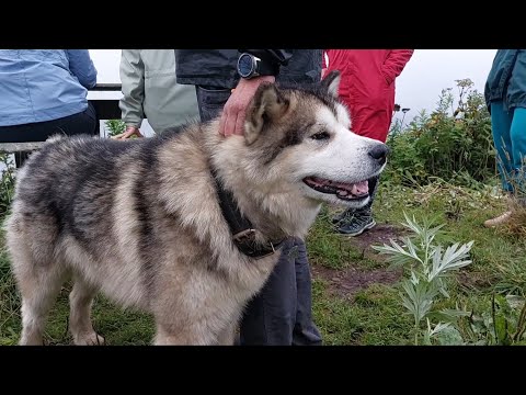 Видео: На Остромысовку с весёлыми туристами. С такой компанией и медведь не страшен.