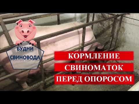 Видео: Кормление свиноматок перед опоросом//слабительное для свиноматок