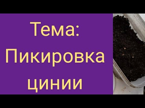 Видео: Циния вытянулась? Срочно пикируйте цинию. Это поможет.