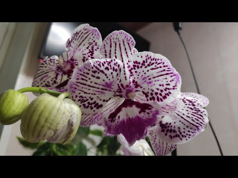 Видео: 11.10.21.новая ОРХИДЕЯ Биг лип Lioulin Lovely Lip.