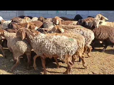Видео: Ургаачы бычмал козулар сатылат тел 0700990566