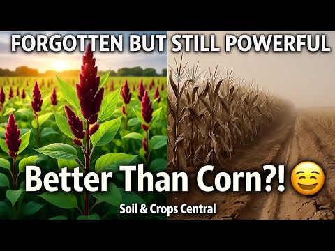 Видео: Забытая суперкультура, которая превзошла кукурузу и может спасти наше будущее!