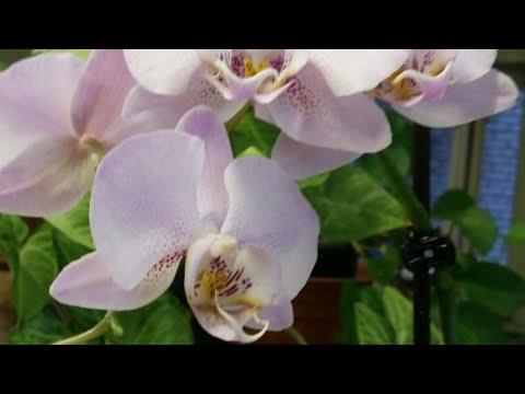 Видео: пересадка ОРХИДЕИ в керамзит 15.04.2020.