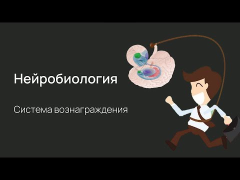 Видео: Нейробиология поведения. Лекция 2. Дофаминовая система вознаграждения