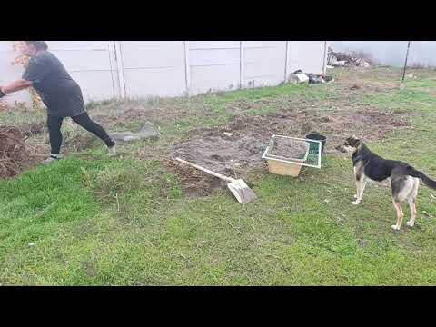 Видео: 8. November 2025 Подгатовила ещё грядки, для ежевики и малины.