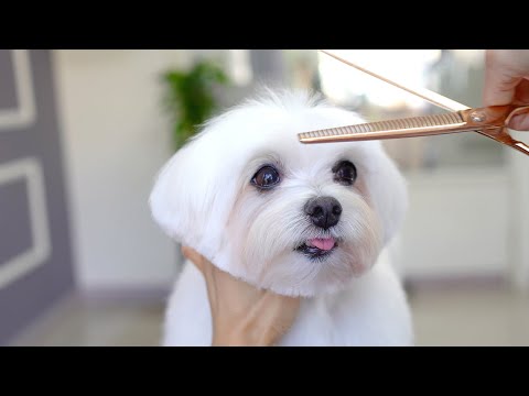 Видео: МАЛЬТИЙСКАЯ , 12 ЛЕТ, УХОД ✂️❤️🐶