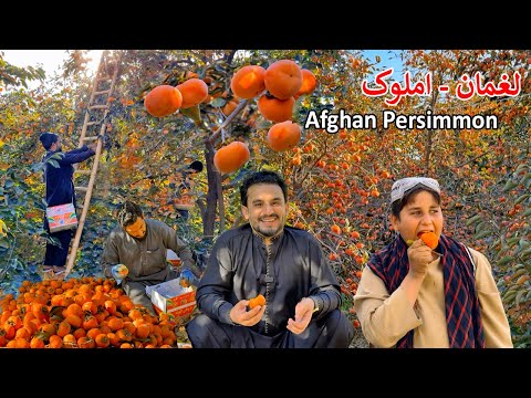 Видео: Лагман Хурма | Афганистан | Лагман Хурма