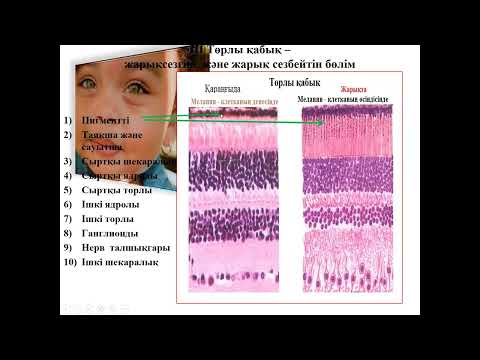 Видео: Гистология. Көру және иіс сезу мүшесі.