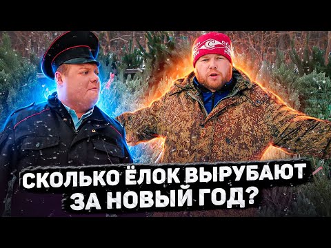 Видео: СКОЛЬКО ЁЛОК ВЫРУБАЮТ ЗА НОВЫЙ ГОД?