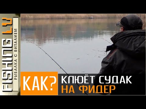 Видео: КАК КЛЮЁТ СУДАК НА ФИДЕРНОЕ УДИЛИЩЕ, ЛОВЛЯ СУДАКА В НОЯБРЕ | zandartu cope Lielupē