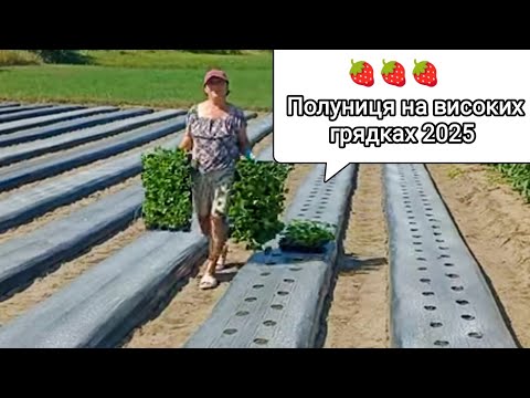 Видео: Високі грядки від старту до фінішу - детальна інструкція для початківців. 