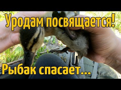 Видео: СПАСЕНИЕ УТЕНКА ОСТОРОЖНО СЕТИ!