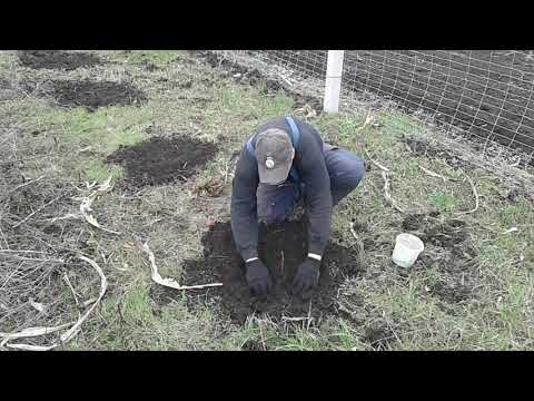 Видео: Посадка Ежемалины Тайберри