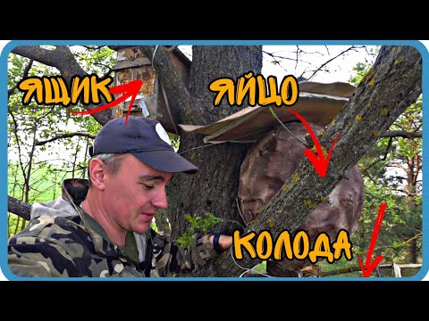 Видео: КАКУЮ ЛОВУШКУ ВЫБЕРЕТ РОЙ⁉️ ЛОВЛЯ РОЁВ 2023.
