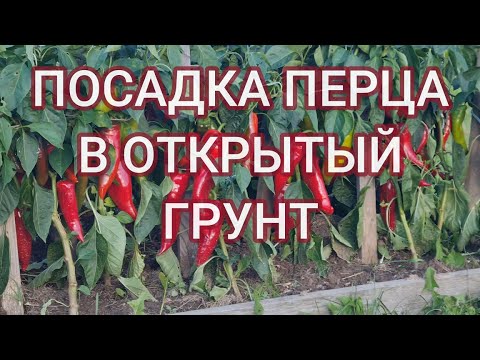 Видео: ПОСАДКА ПЕРЦА В ОТКРЫТЫЙ ГРУНТ