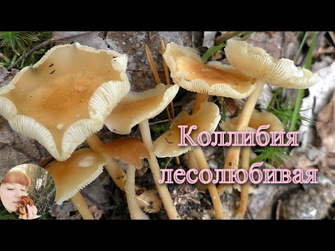 Видео: КОЛЛИБИЯ ЛЕСОЛЮБИВАЯ: как выглядит и где растет? Gymnopus dryophilus