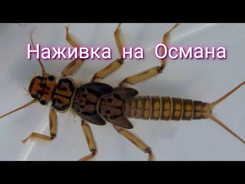 Видео: Заготовка наживки на лето