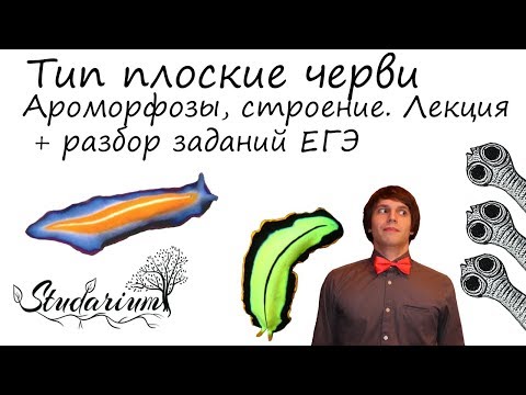 Видео: Плоские черви. Ароморфозы, строение. Лекция и разбор заданий ЕГЭ