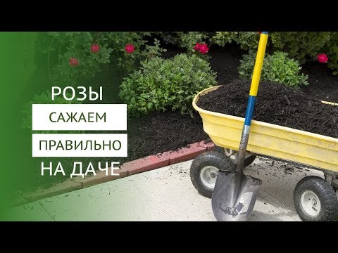 Видео: Как посадить розы в горшок и в открытый грунт