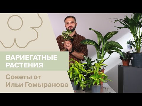 Видео: Вариегатные растения | Советы от Ильи Гомыранова
