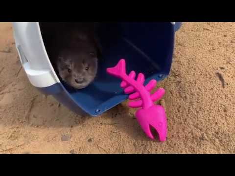 Видео: Купание бобрей и выдрей!