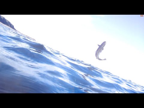 Видео: Динамичная подводная охота. Лобан. Владивосток. о.Русский 20 09 20