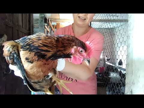 Видео: КУРОЧКИ НАПРАВО ПЕТУШКИ НАЛЕВО мой птичий уголок в июле