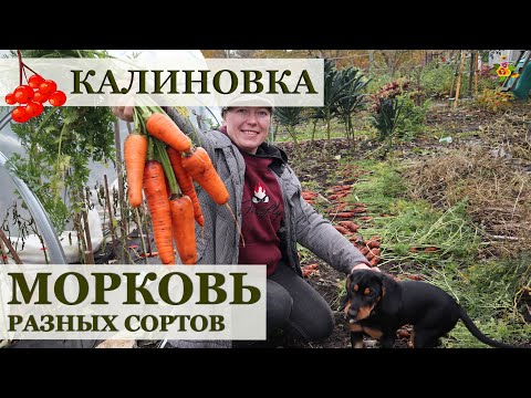 Видео: МОРКОВЬ удалась без хлопот! Оценю 9 сортов моркови