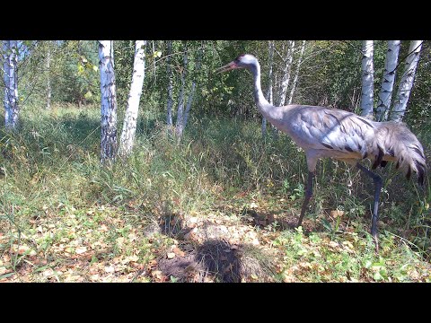 Видео: Оставил ХЛЕБ в глухом лесу! Кто пришёл!? #фотоловушка