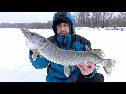 Видео: Десна Нагородила Кльовом. Ловимо Щуку на Жерлиці