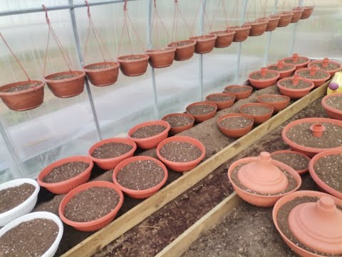 Видео: Чем заняться в холод в огороде? Готовлю субстрат и горшки, стригу петунию, мудрим подвесы для цветов