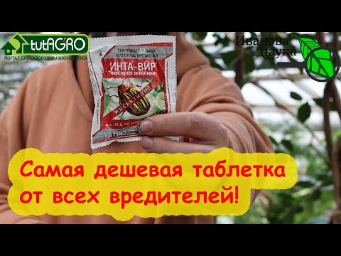 Видео: ХВАТИТ и ПОЛ ТАБЛЕТКИ! САМОЕ ДЕШЕВОЕ СРЕДСТВО ПОМОГАЕТ ОТ тли, белокрылки, гусениц, клопов и трипсов