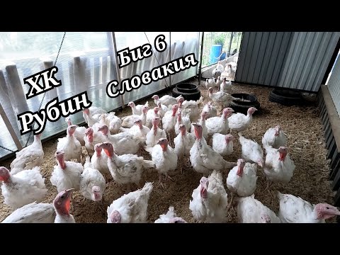Видео: Обзор хозяйства и индюков. Обновление загона для птицы. Сломалась машина