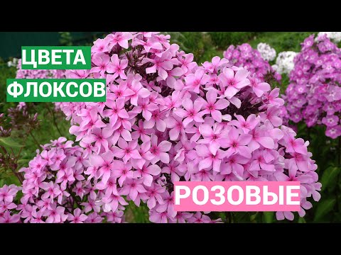 Видео: Цвета флоксов. Розовые флоксы