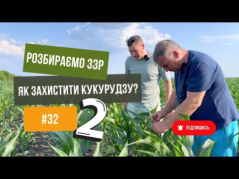 Видео: Дробязко рекомендує💪. Як захистити кукурудзу 🌽.