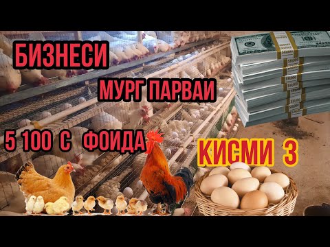 Видео: БИЗНЕСИ МУРГ ПАРВАРИ  КИСМИ  3