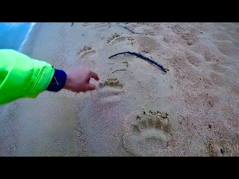 Видео: МЕДВЕДЬ СЪЕЛ ВЕСЬ УЛОВ!!! ЩУКА СЛОМАЛА КАТУШКУ - РЫБАЛКА НА БАЙКАЛЕ ЧИВЫРКУЙ #2