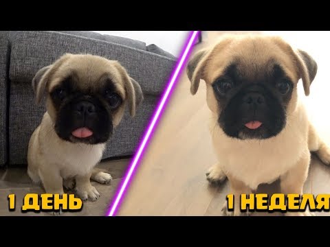 Видео: КАК ИЗМЕНИЛАСЬ СОБАКА ЗА НЕДЕЛЮ!?КУСАЕТСЯ И НАЧИНАЕТ ПРИНОСИТЬ МЯЧИК!